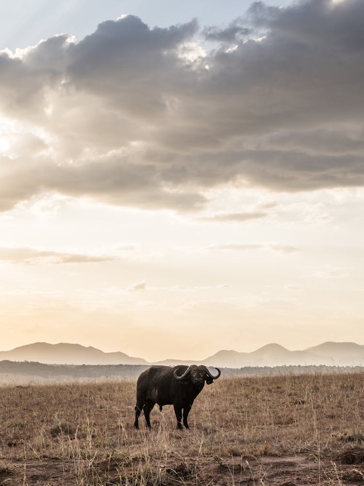 Afircan Buffalo