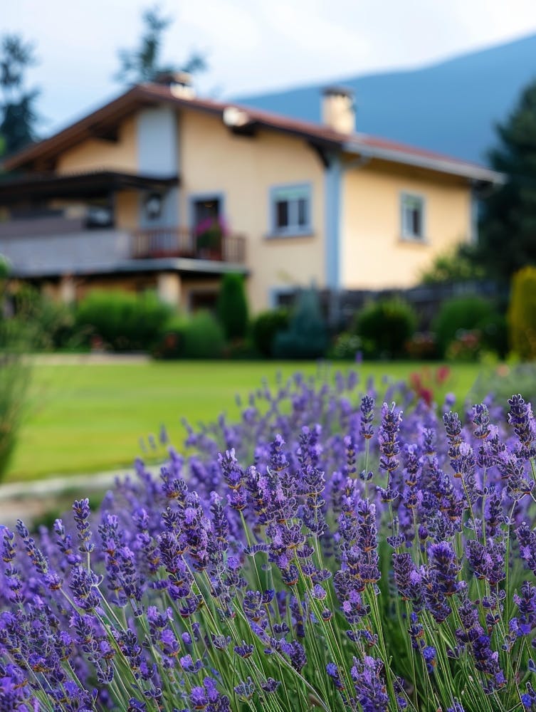 Lavender Flowers In Front Of A House
