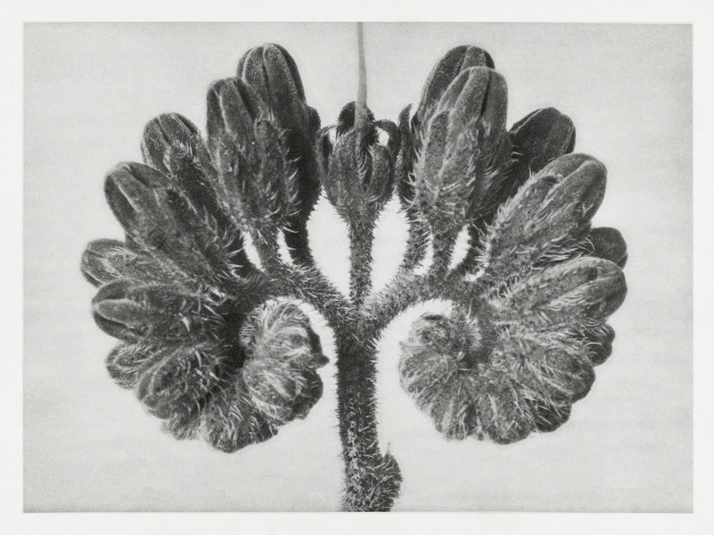 Common Comfrey (1928), Karl Blossfeldt