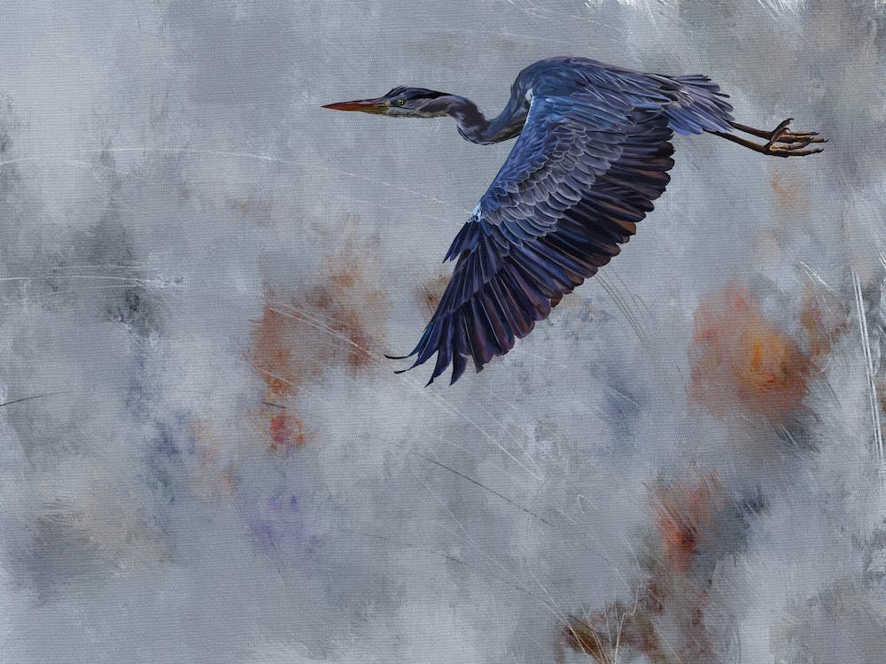 Blue Heron In Flight