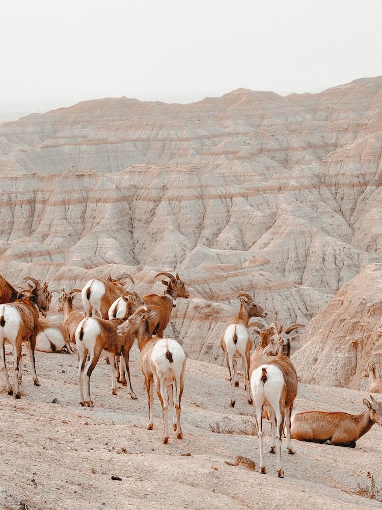 Desert Sheep Scenery