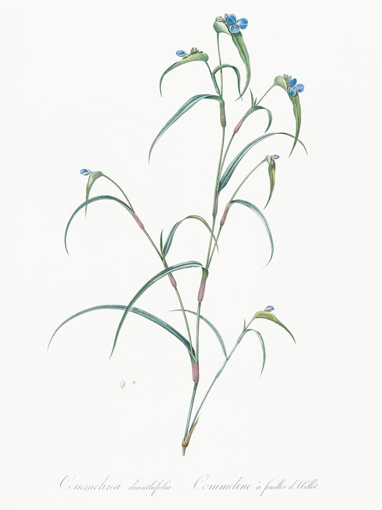 Birdbill Dayflower Illustration From Les Liliacées (1805), Pierre Joseph Redoute