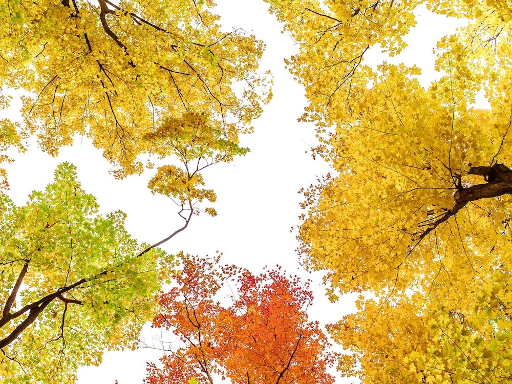 Tree Tops In Autumn