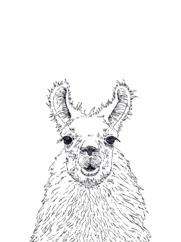 Llama Drawing