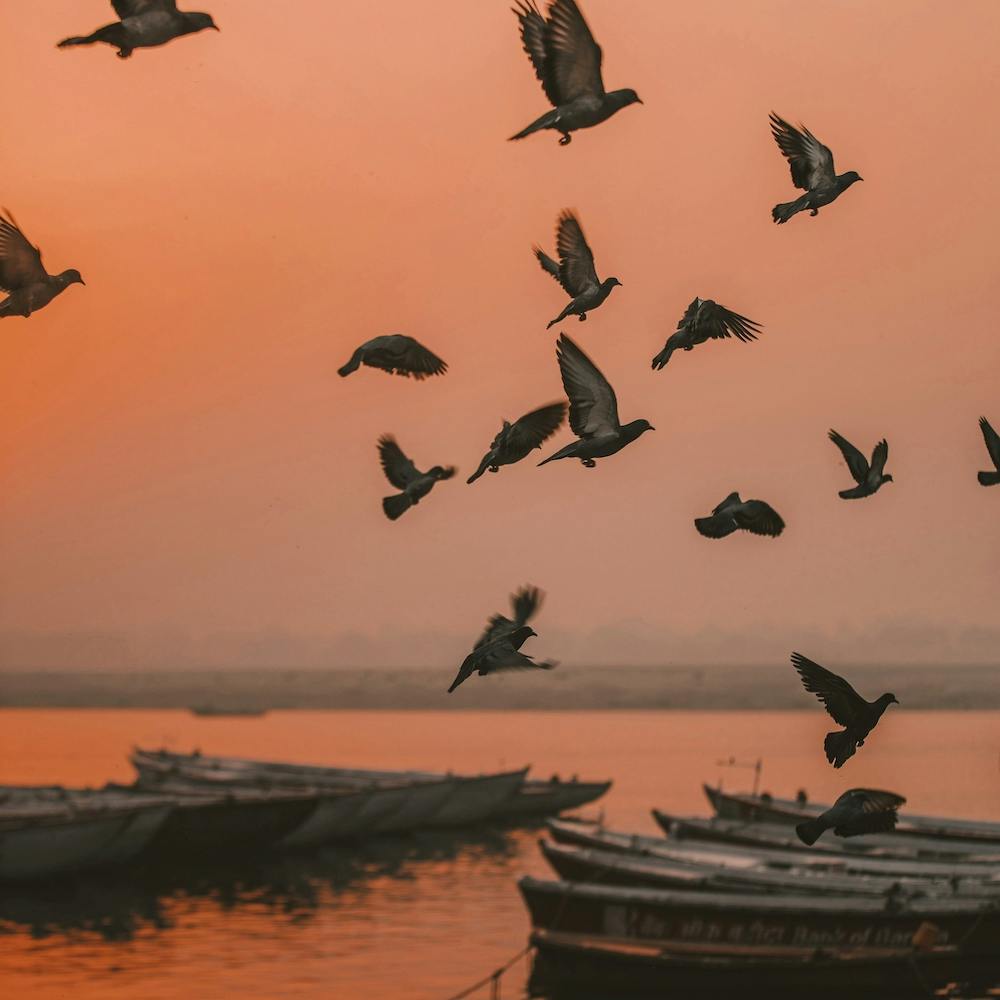 Varanasi Birds At Sunrise 2