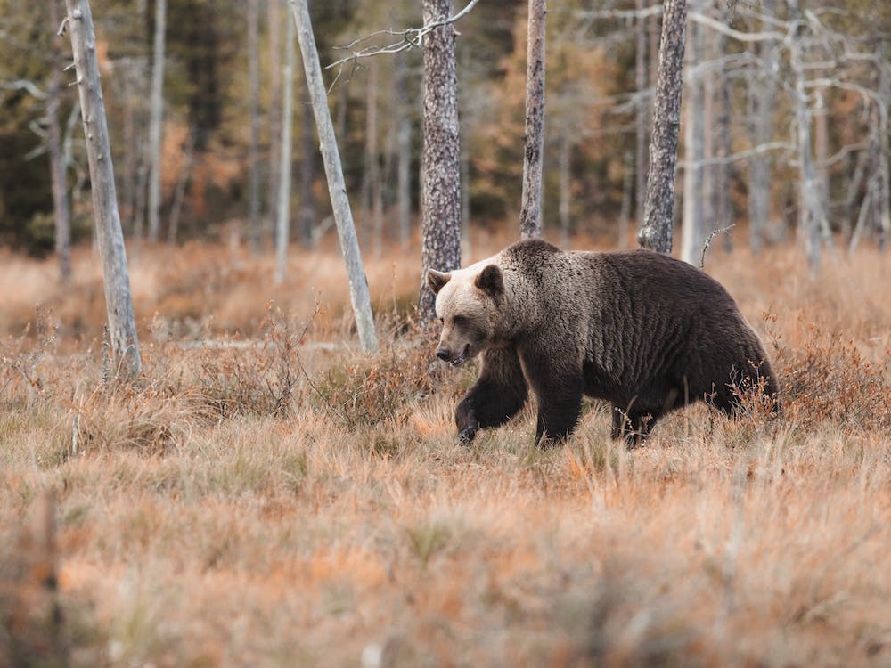 Grizzlybär Herbst