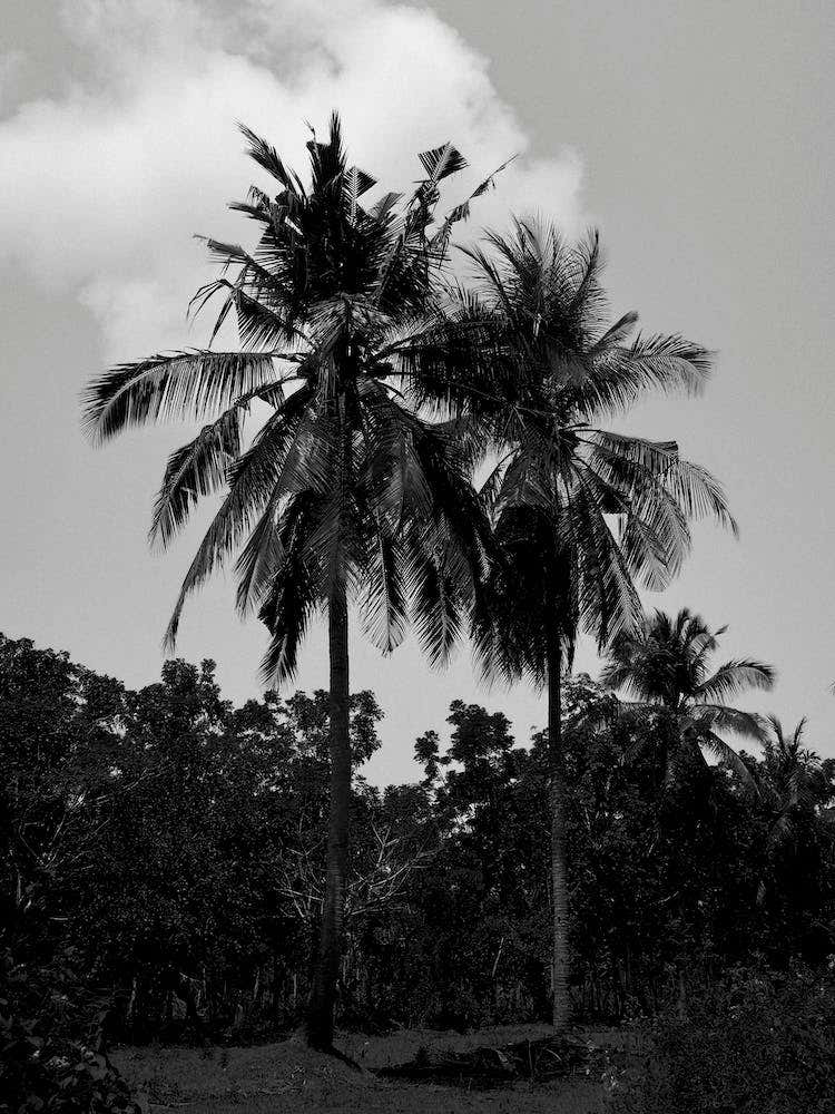 Palm Trees In Black