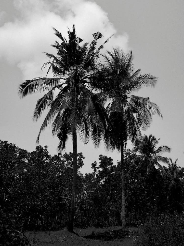 Palm Trees In Black