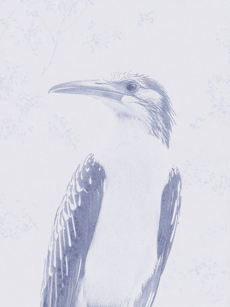 Kingfisher 2