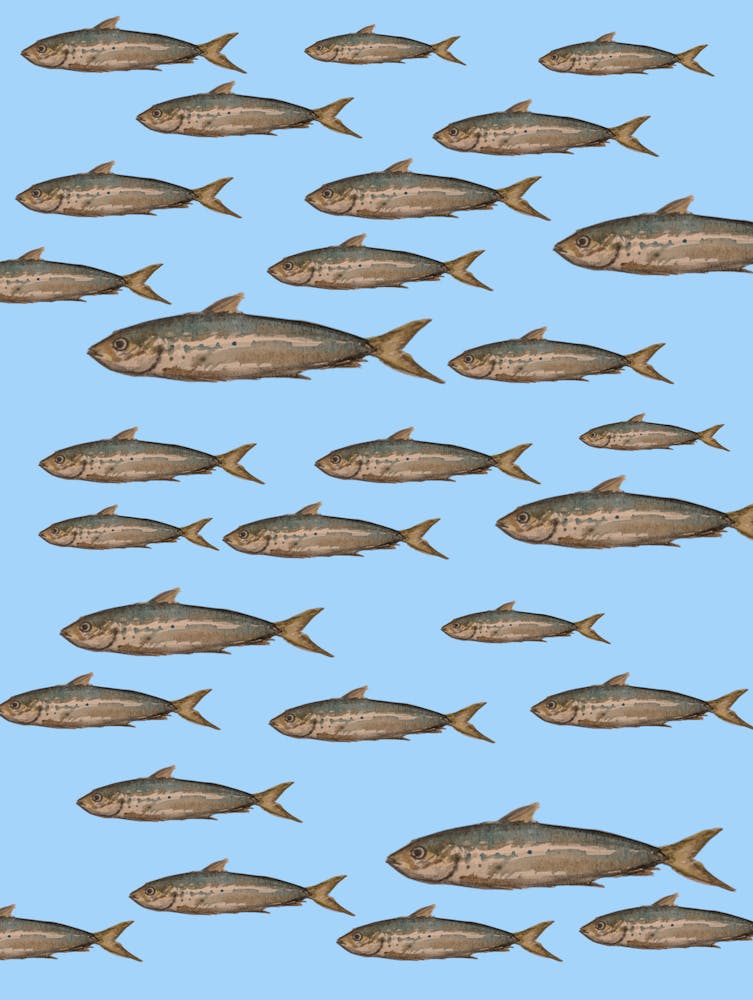 Swimming Sardines Illustration