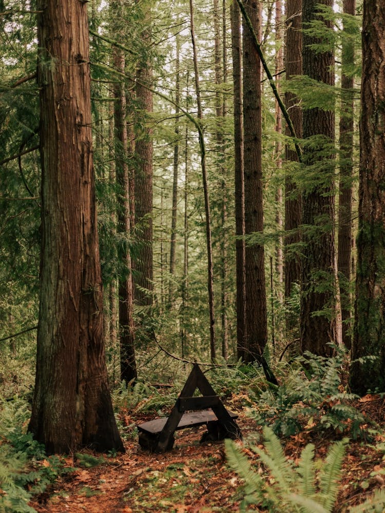 Forest Triangular Bench