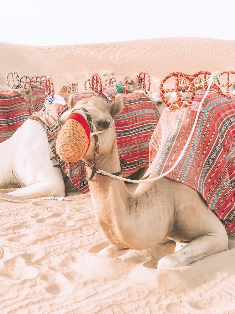 Resting Camel In Desert