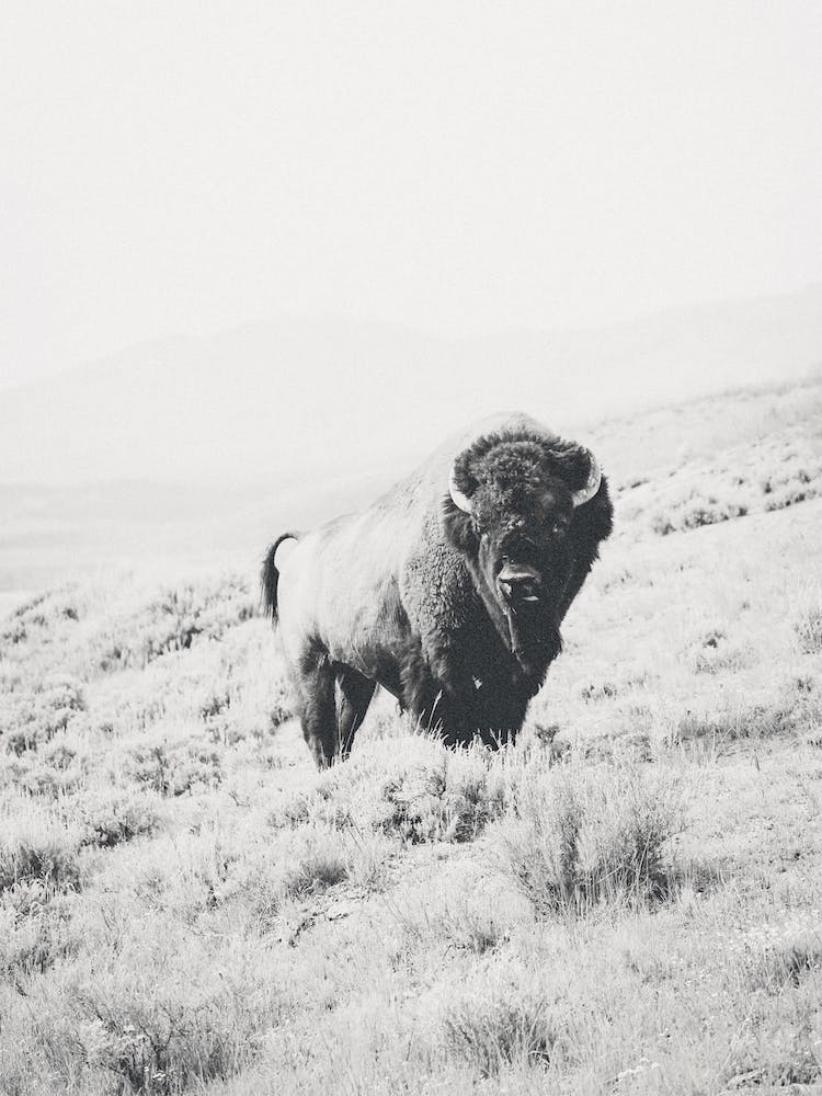 Western Bison