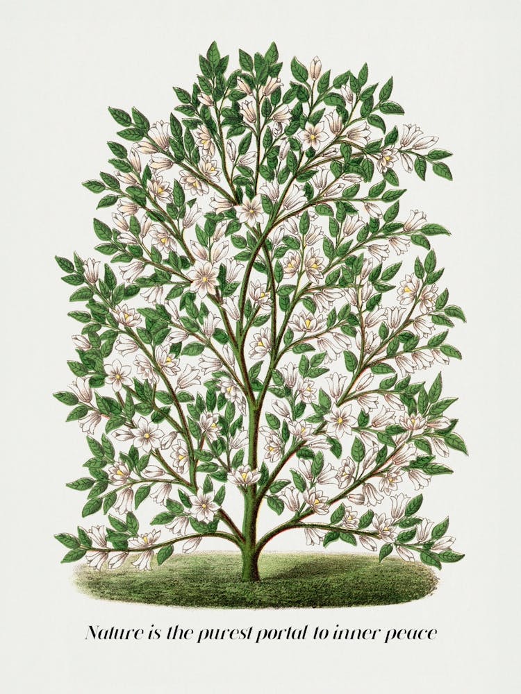 La Nature est le Portail le Plus Pur vers la Paix Intérieure. - Citation et Arbre Vintage