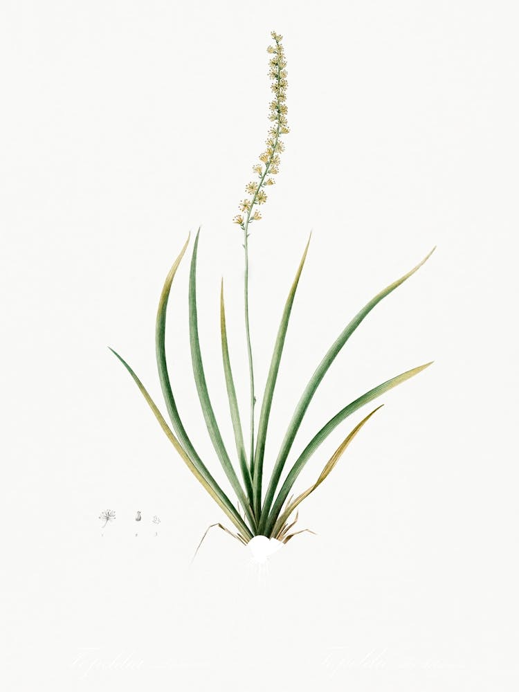 Tofieldia Palustris Illustration From Les Liliacées (1805), Pierre Joseph Redoute