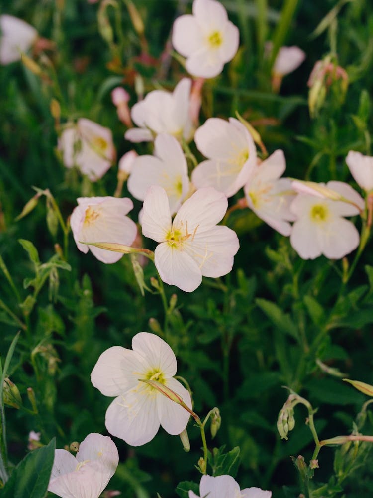 Texas Wildflower IV on Film