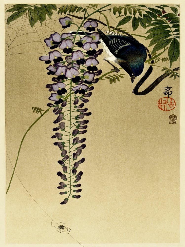 Flycatcher At Wisteria (1900 1910), Ohara Koson
