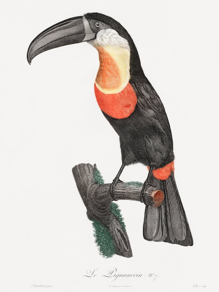 Toucan 2