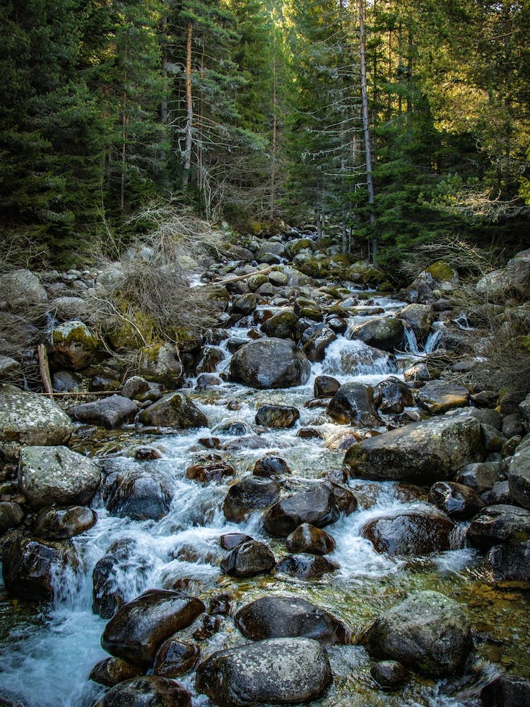 Stream In The Forest