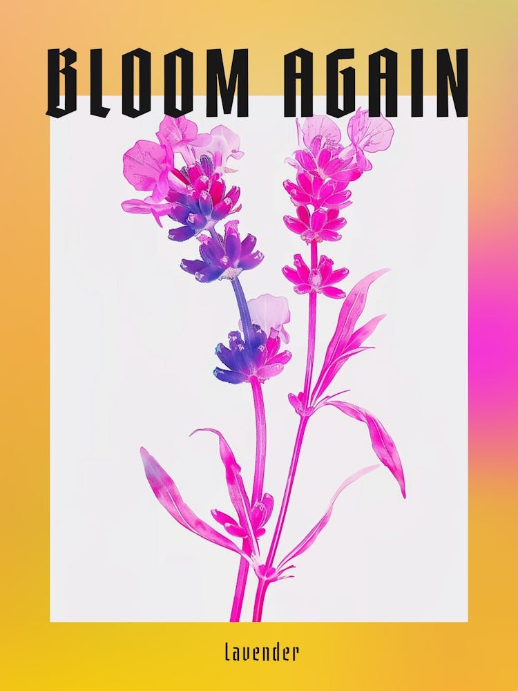 Hot Pink Lavender Poster