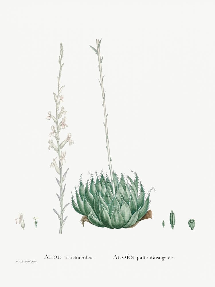 Aloe Arachnoides, Pierre Joseph Redoute