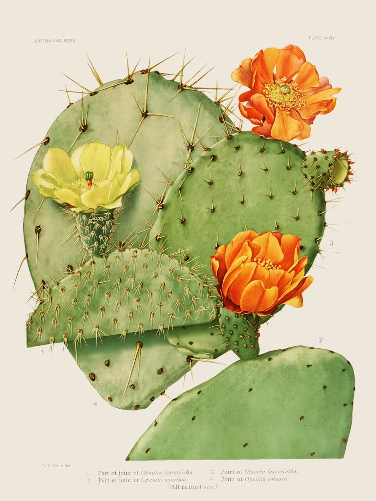 Vintage Cactus