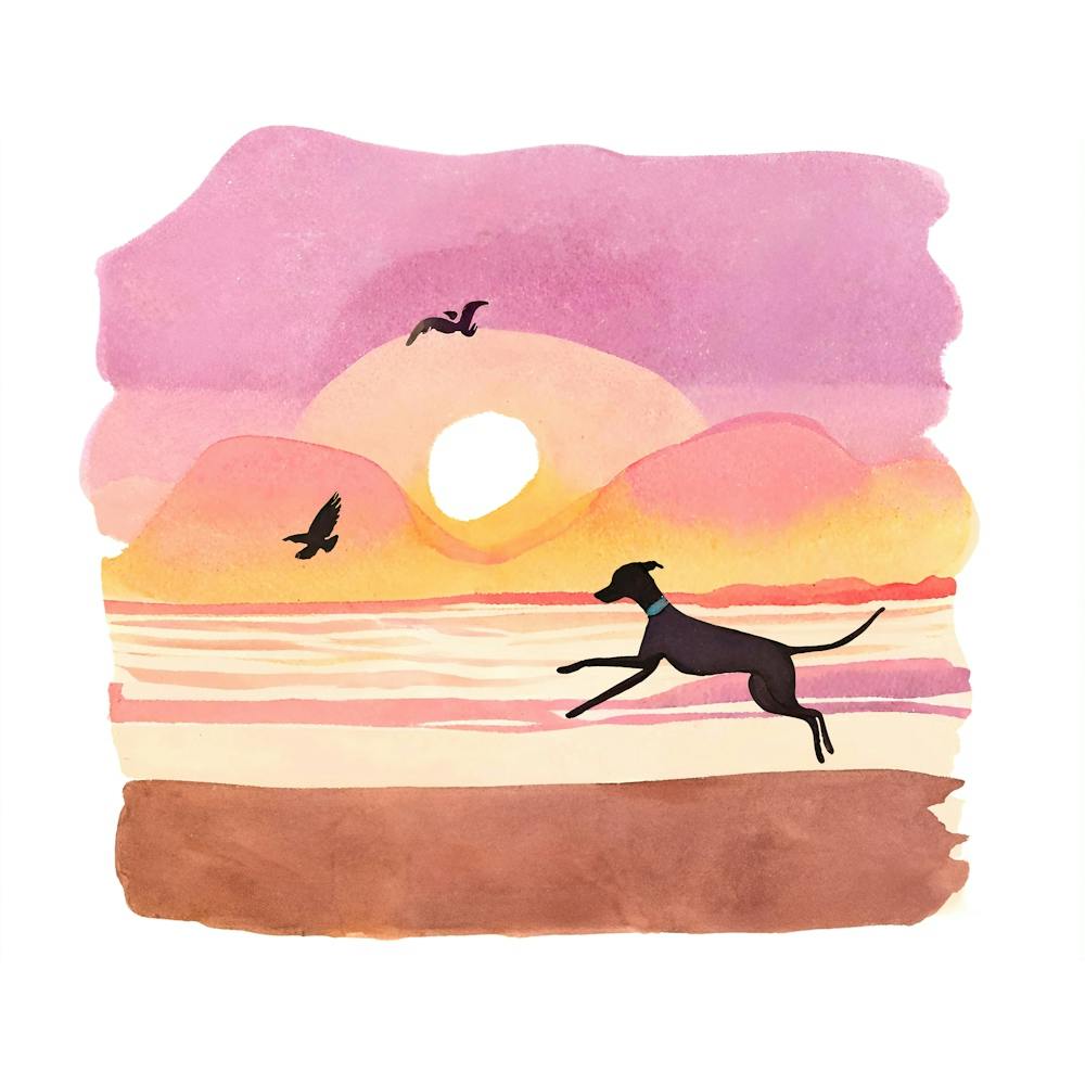 Whippet / Greyhound Dog Playing on the Beach