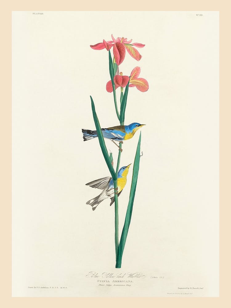 Blue Yellow Back Warbler, Birds Of America, John James Audubon