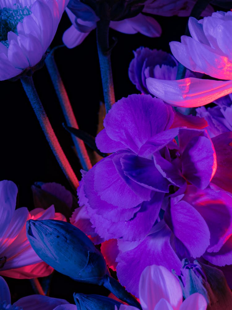 Purple Flowers 2