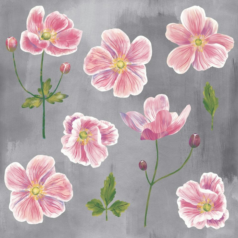 Pink Japanese Anemone Flowers