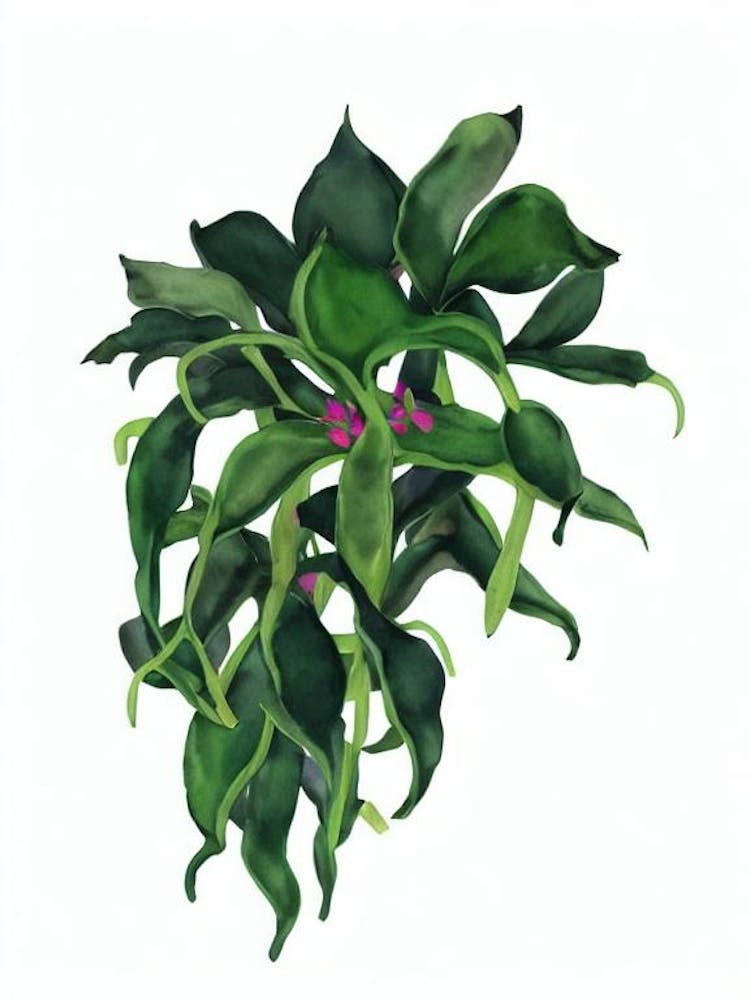 Christmas Cactus (Schlumbergera Hybrids) Watercolor