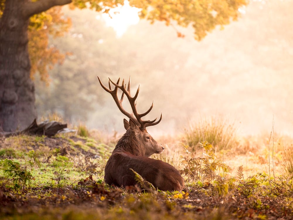 Deer In The Woods