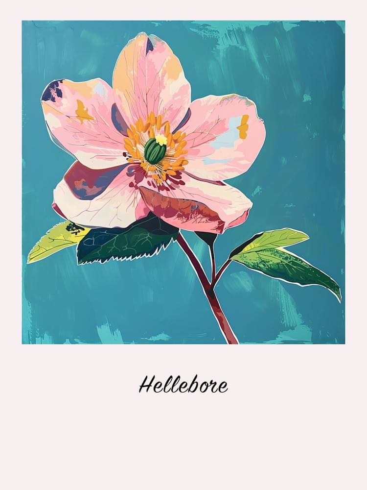 Hellebore 2 Quadratisches Blumen-Illustrationsposter