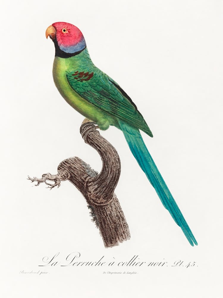 The Rose Ringed Parakeet From Natural History Of Parrots, Francois Levaillant