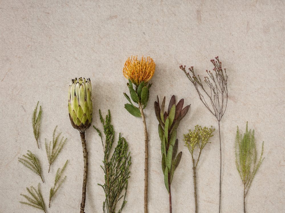 Fields Of Fynbos