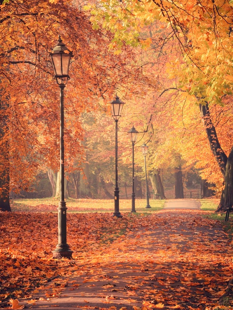 Autumn In The Park