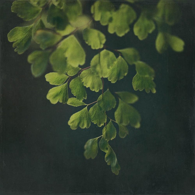 Dark Foliage 3