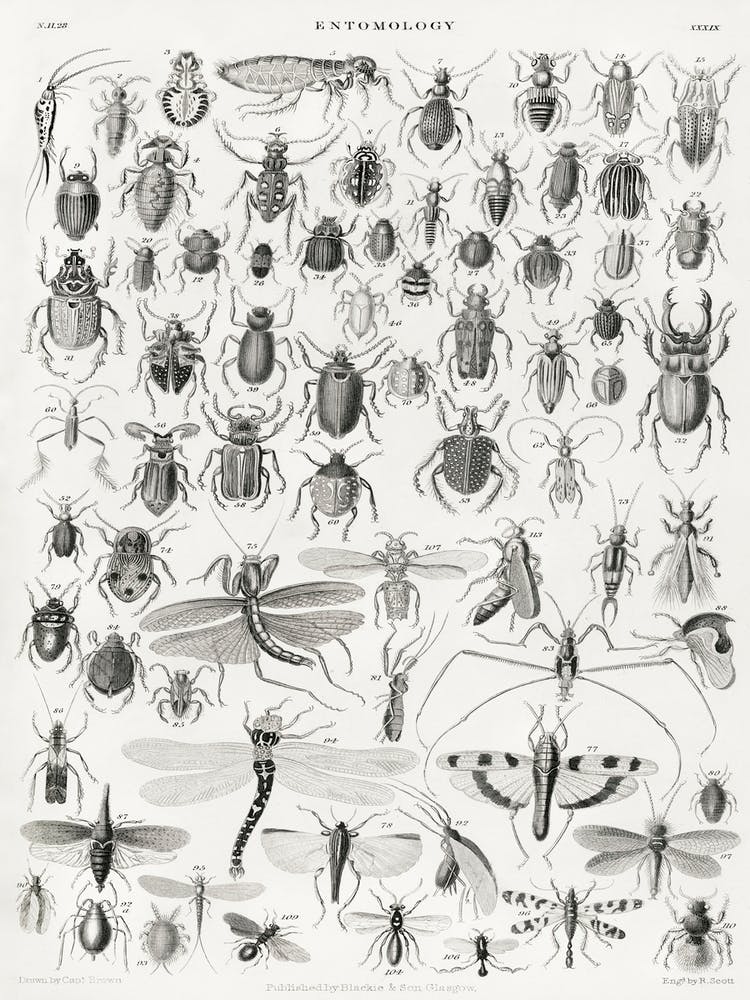 Entomology, Oliver Goldsmith