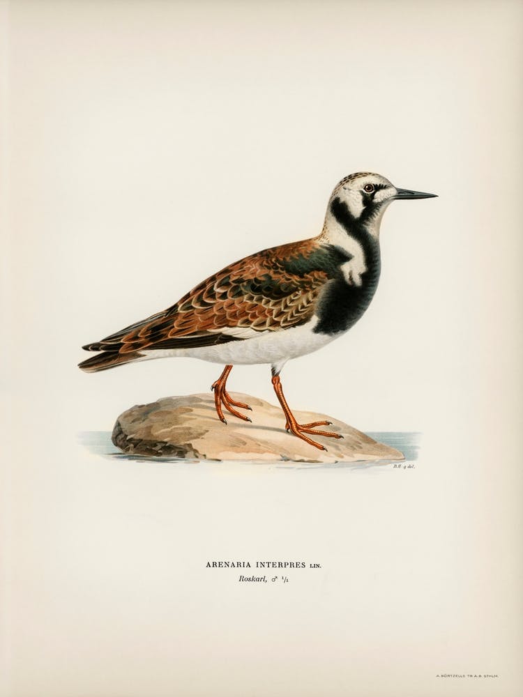 Ruddy Turnstone, The Von Wright Brothers