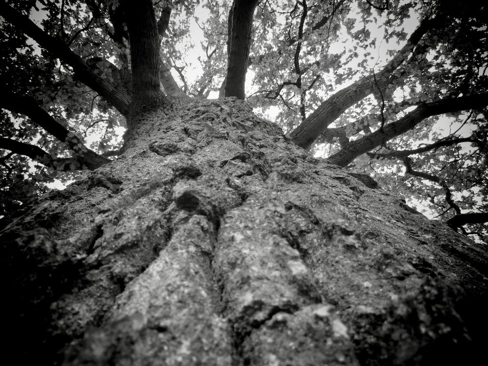 Black and White Tree Branches Looking Up To Sky
