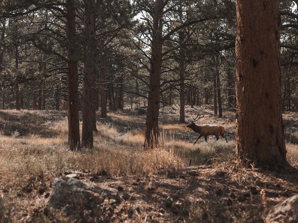 Elk In Forest