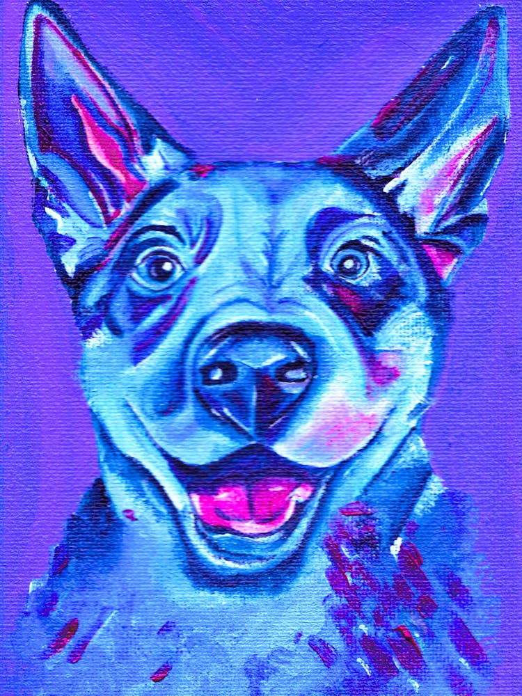Blue Cattle Dog