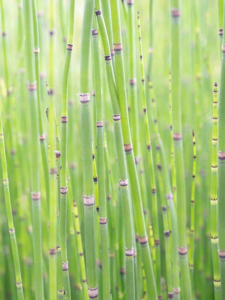 Botanical spring green bamboo - summer nature and Japan travel photography by Christa Stroo Photography