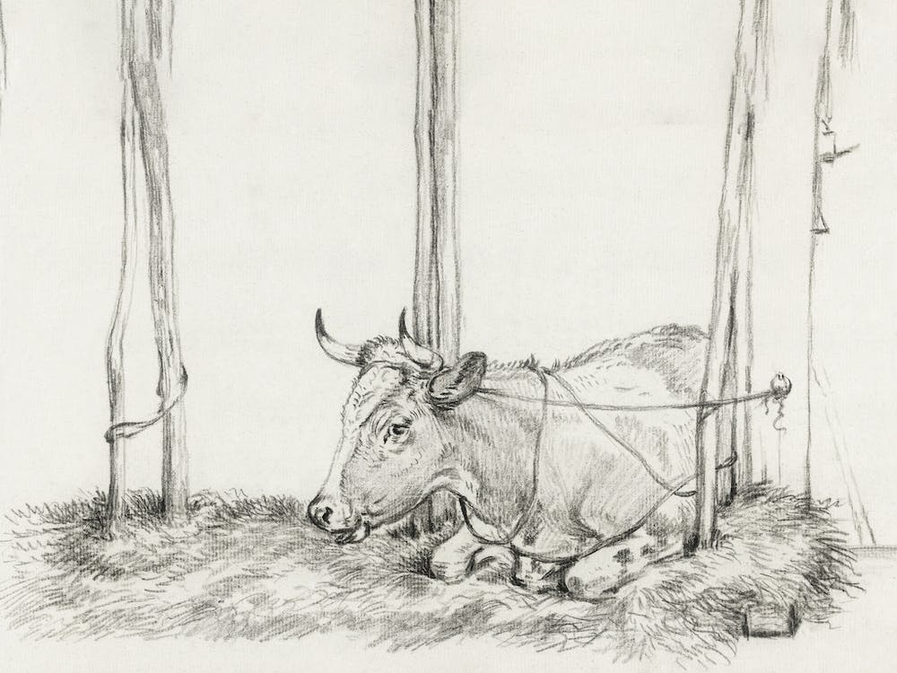 Lying Cow 2, Jean Bernard
