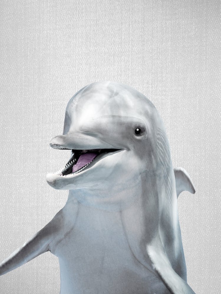 Dauphin