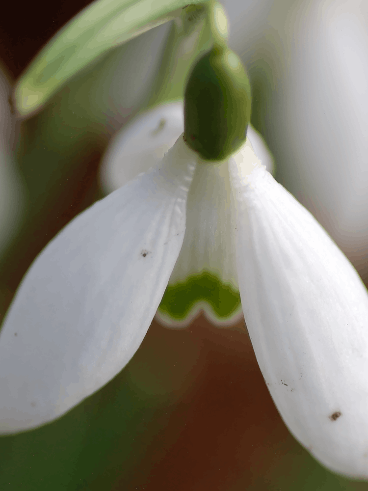Snowdrop Flower