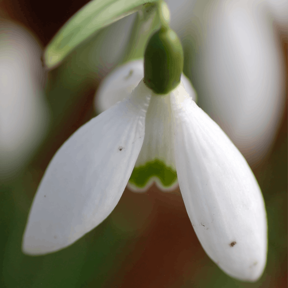 Snowdrop Flower