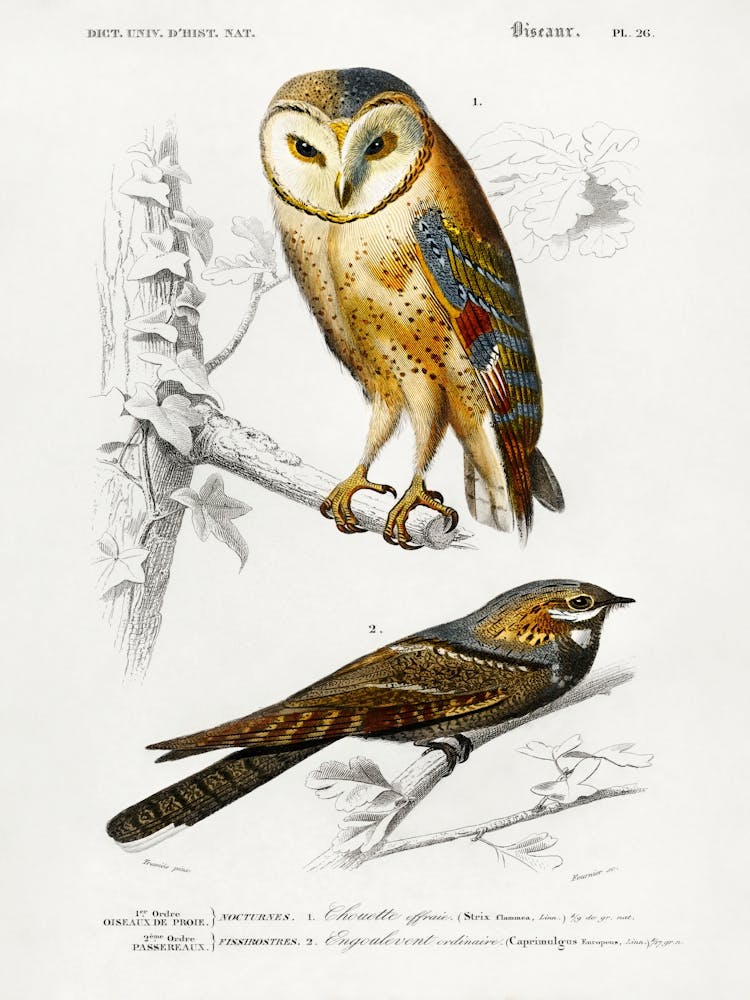 Different Types Of Birds, Charles Dessalines D'Orbigny 4