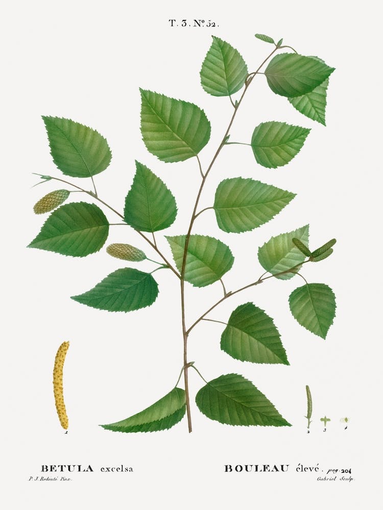 Elm 2