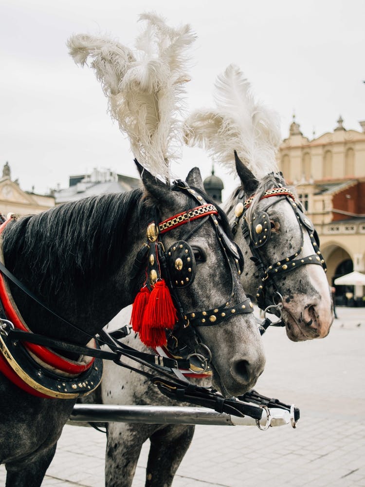 Carriage Horses In Krakow